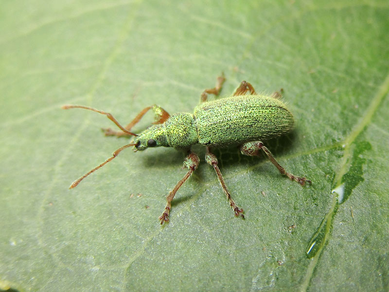 Curculionidae: Polydrusus (?) uno